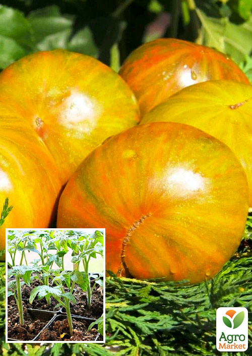 

Розсада Томат Черокі Лайм Страйпед (фермерське вирощування) крупний, 1шт в упаковці