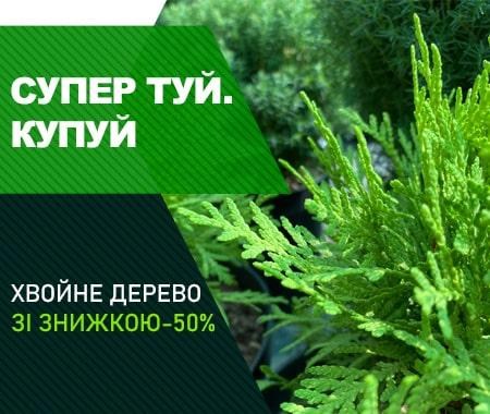Акція! Туя зі знижкою -50% Акція! Туя зі знижкою -50%