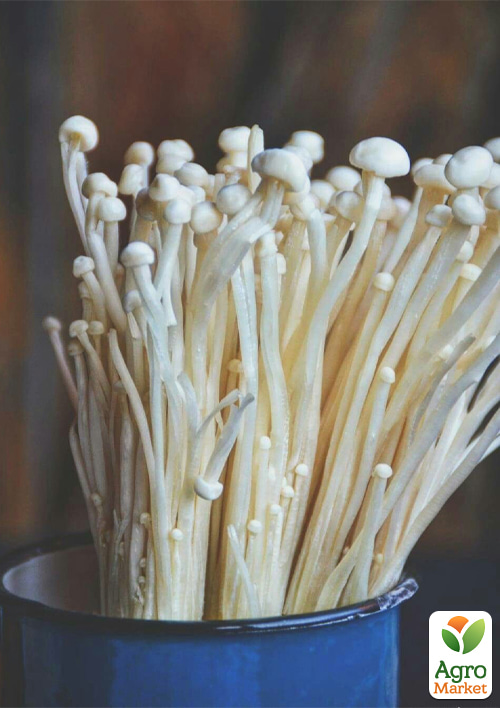 

Сухий зерновий міцелій Енокі 10г