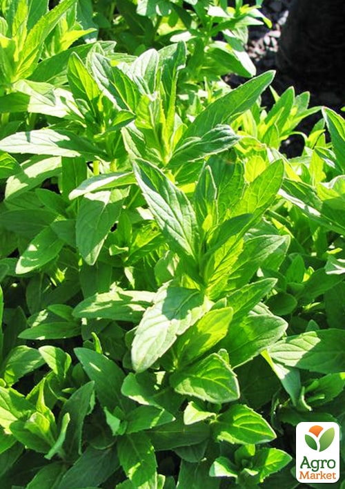 М'ята Мадерійська "Mentha Madeira" (контейнер Р9) (Кореневище) 1 саджанець в упаковці