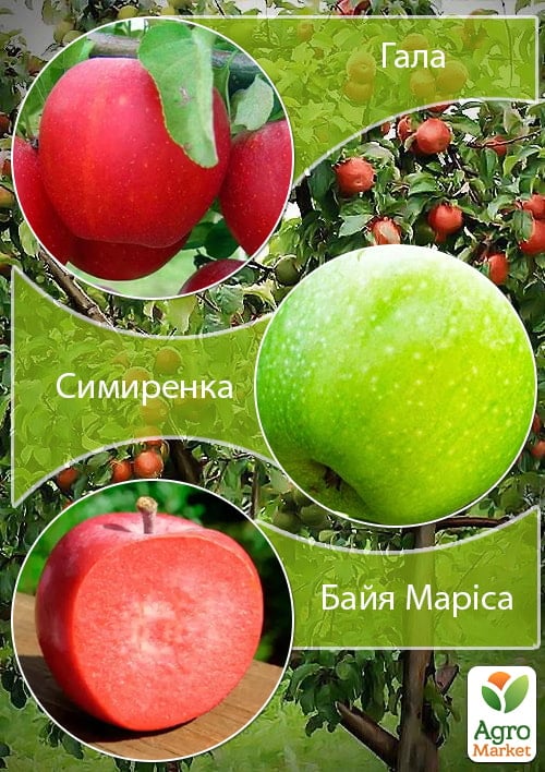 Дерево-сад Яблоня "Гала+Симиренко+Байя Мариса" 1 шт в упаковке