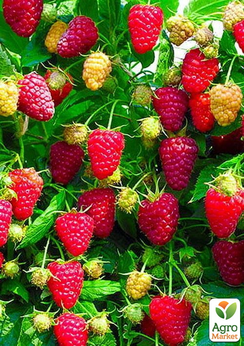 

Малина Бриллиантовая (ремонтантный крупноплодный сорт) 1-летний саженец