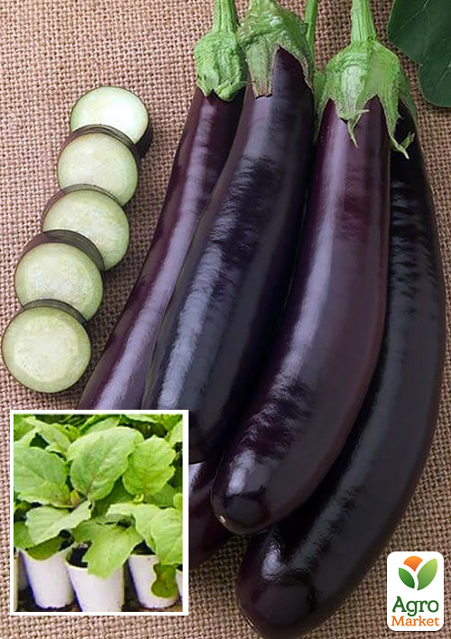 

Рассада Баклажан «Фиолетовый Длинный» (фермерское взращивание), 1шт в упаковке