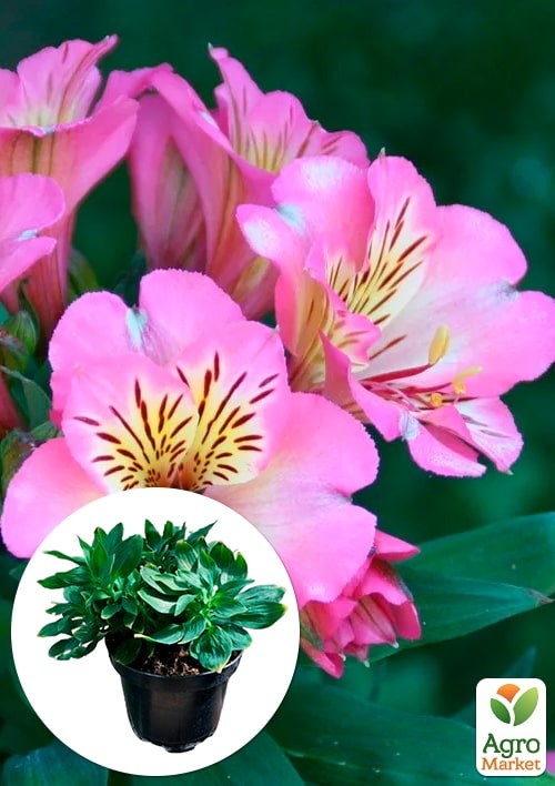 

Альстромерия inticancha Navayo (выращено in-vitro) С1,5