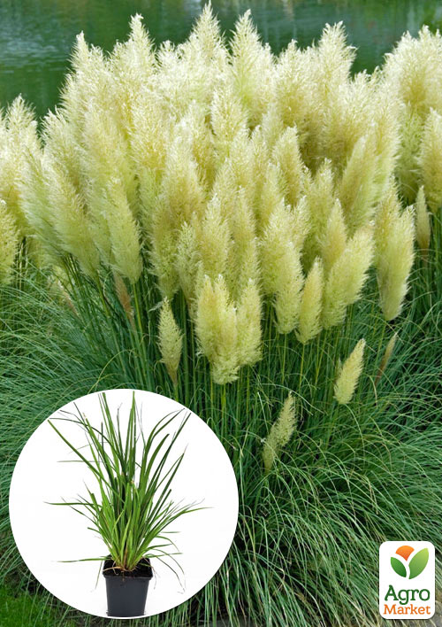 

Кортадерія Срібляста Evita (пампасна трава)