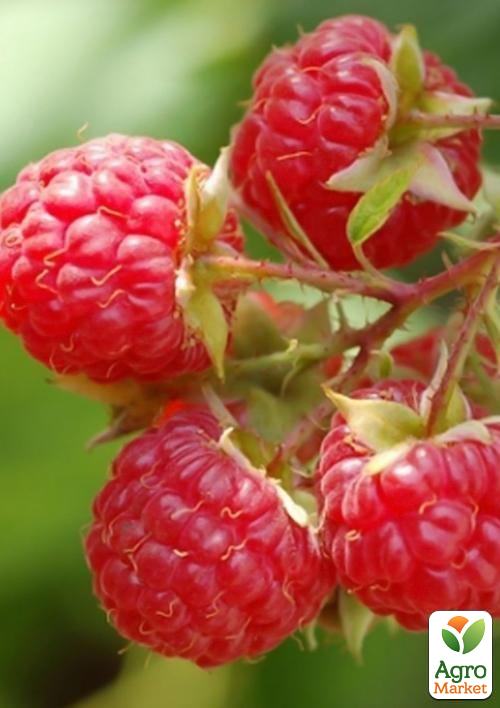 

Малина Glen Moy (ранний срок созревания) 1-летний саженец