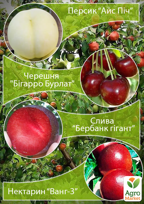 

Дерево-сад Мультифрукт Персик1+Черешня+Слива+Персик2