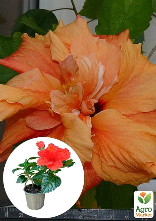 

Гибискус комнатный махровый Adonicus Double Orange