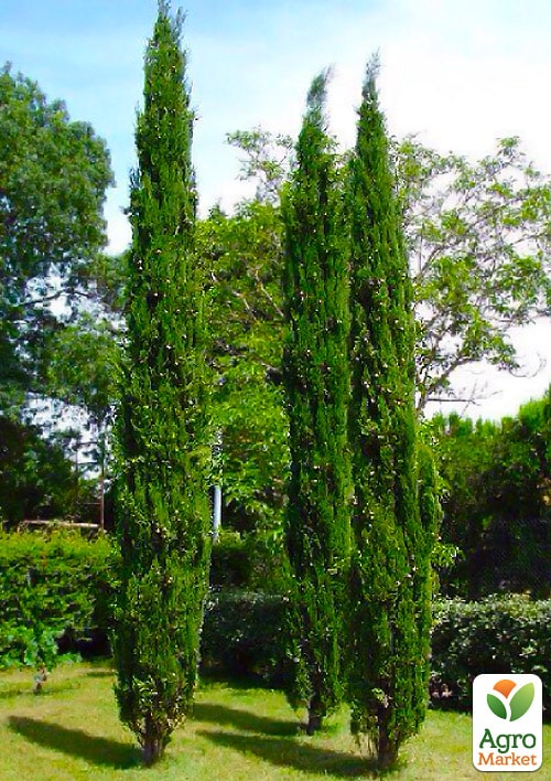Кипарис Італійський (Cupressus Sempervirens) контейнер Р9 1 шт в упаковці