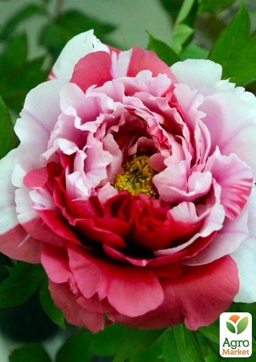 

Пион древовидный Hua Er Qiao (Китай, саженец 2 года)