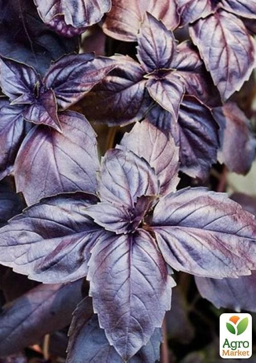 

Базилик "Виолет Кинг" ТМ "Lark Seeds" 50г
