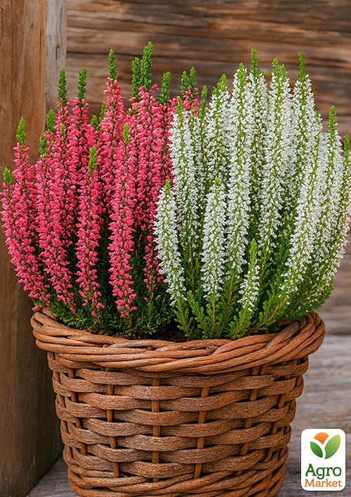 

Вереск Pink and White 2 саженца, вазон Р11