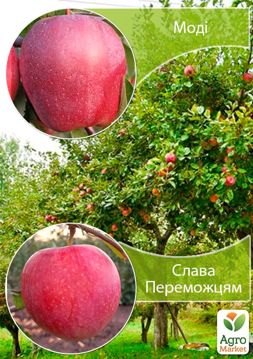 Дерево-сад Яблуня "Моді+Слава Переможцям" вкорінений у контейнері (саджанець 2 роки) 1 саджанець в упаковці