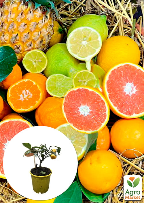 

Тропік Mix уцінка (без плоду) 3х річний