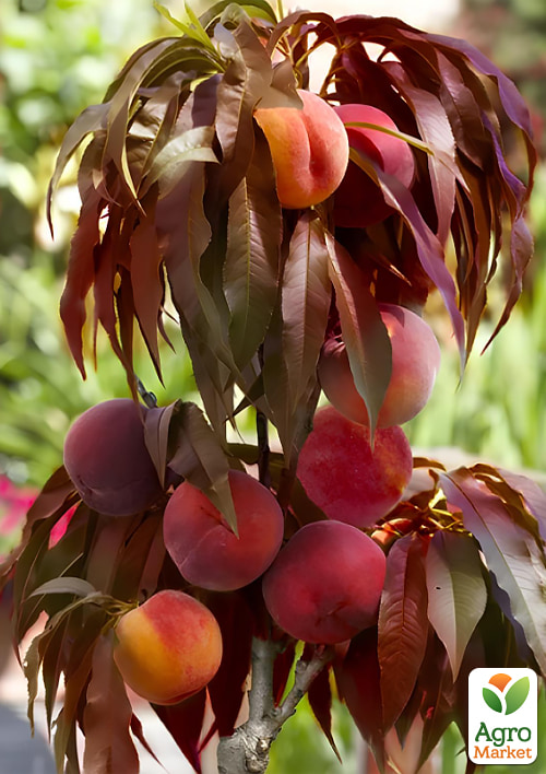 

Персик краснолистный колоновидный на штамбе Бургунди возраст от 2-х лет