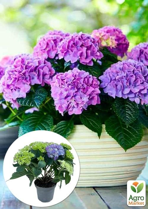 

LMTD Гортензия махровая цветущая 2-х летняя Tabletensia Purple (15-30см)