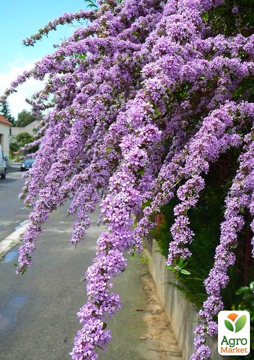 

Буддлея Alternifolia