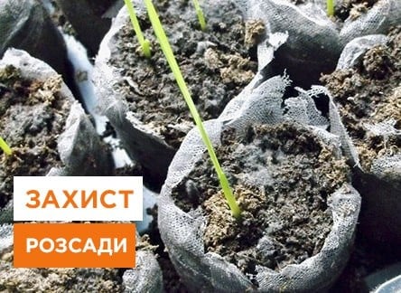 Цвіль на розсаді: як боротися і запобігати - корисні статті про садівництво від Agro-Market
