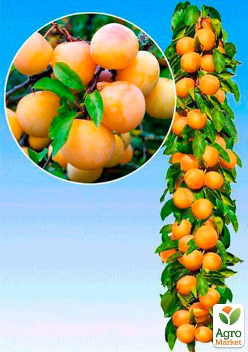 

Слива колоновидная Мирабель бона