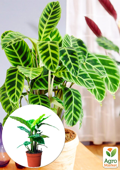 

Калатея Zebrina