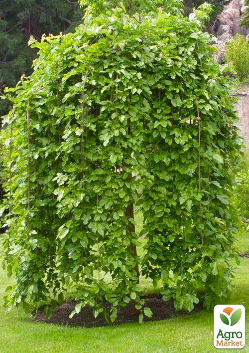 

Шелковица плакучая Черная Баронесса (Black Baroness) (возраст от 2-х лет, высота 150-190см)