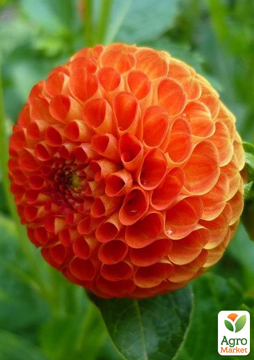 

Жоржина Batling