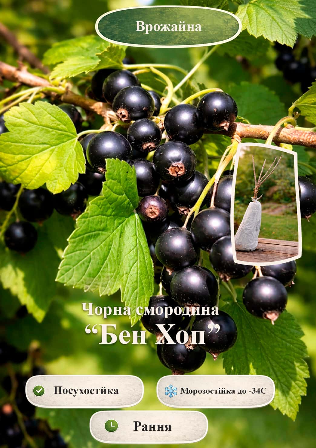 

Ексклюзив! Чорна смородина Ben Hope (Бен Хоп) (ранній термін дозрівання, великоплідний сорт)