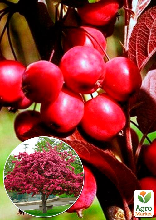 

Ексклюзив! Райське яблучко фіолетово-пурпурне Поцілунок ангела (Kiss of an angel) (преміальний невибагливий сорт, середній термін дозрівання)