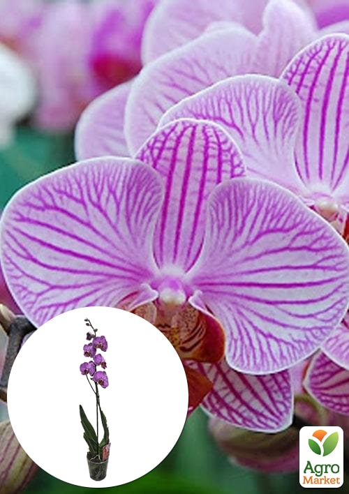Орхидея (Phalaenopsis) "Tiger" 1 саженец в упаковке (комнатный) Нидерланды