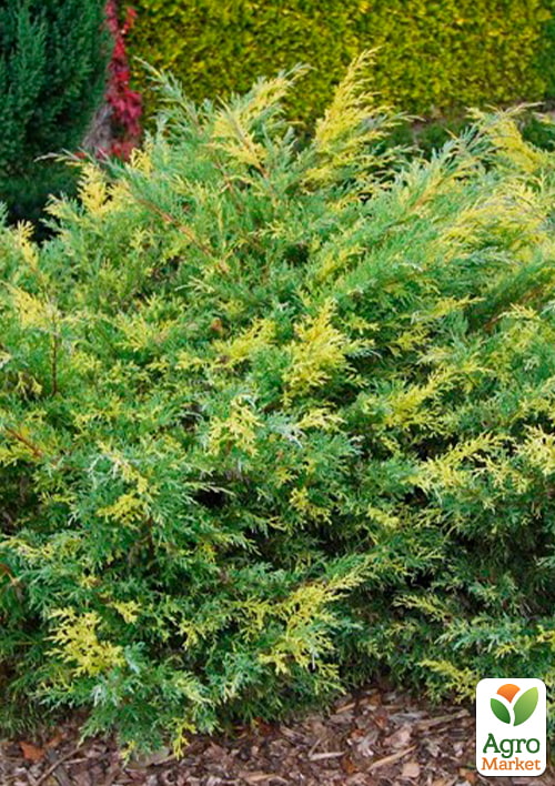 

Ялівець середній Blue and Gold (вазон Р9, висота 10-12 см)