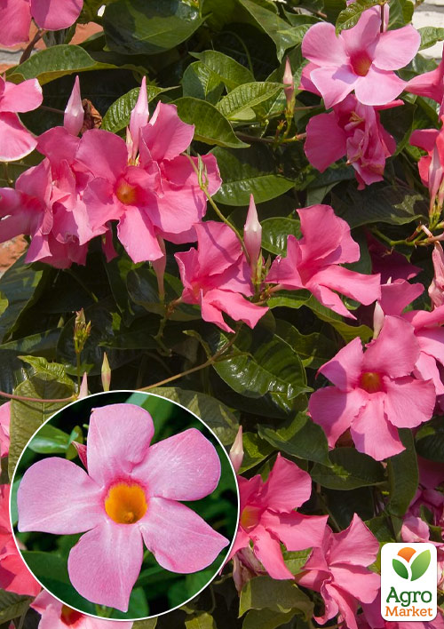 

Дипладения (Mandevilla) Veronika Pink (цветущая лиана)