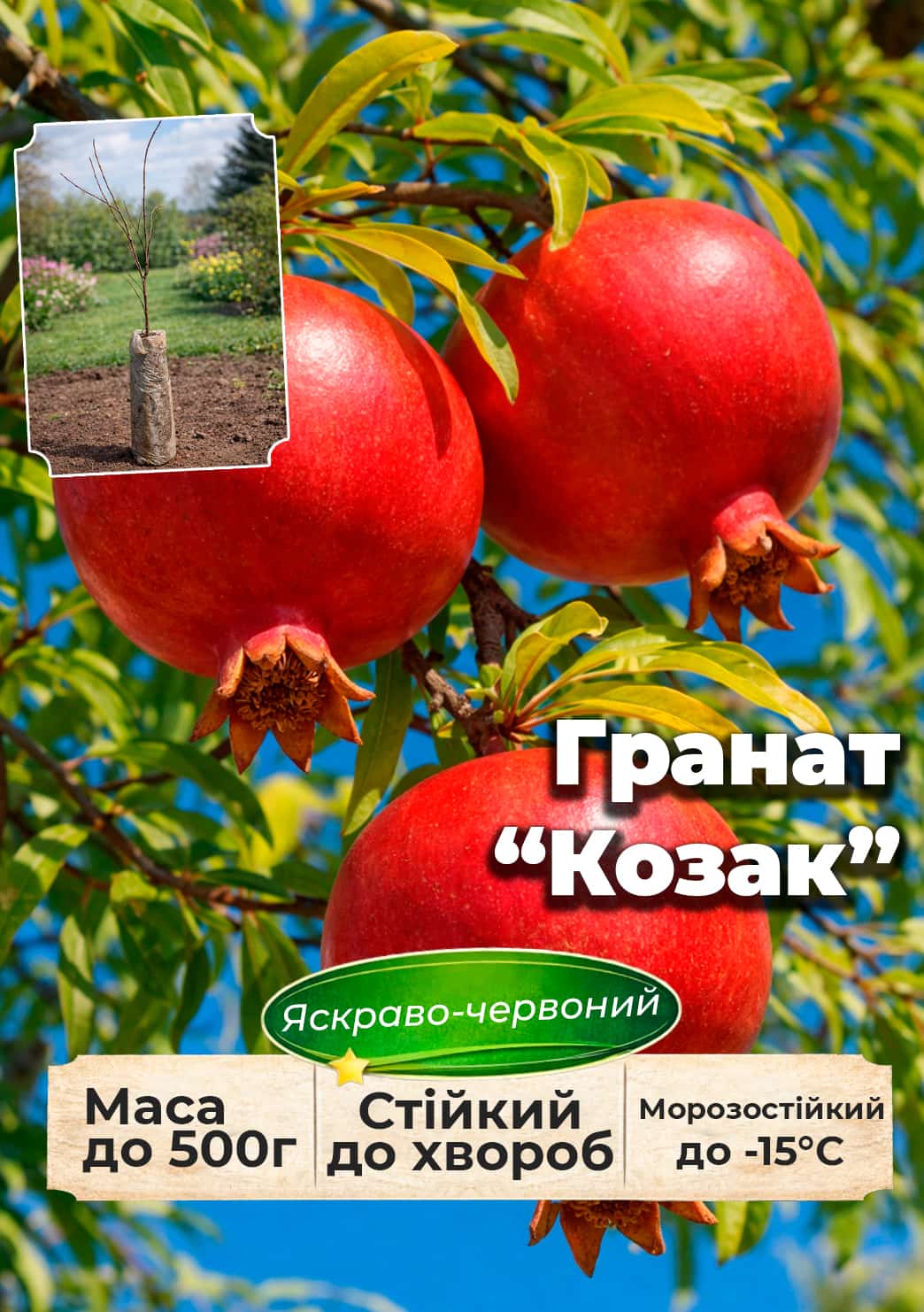 

Ексклюзив! Гранат яскраво-червоний Козак (Kazake) (преміальний морозостійкий сорт)