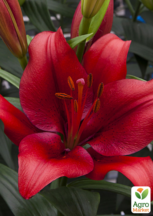 

Лилия Rapid Red