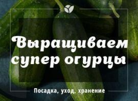 Як вирощувати та збирати врожай огірків практично цілий рік - Agro-Market