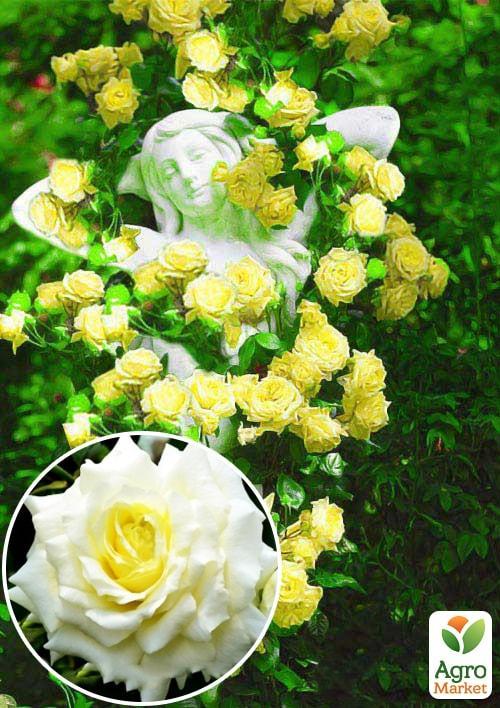 

Роза плетистая Elfe (саженец класса АА+) высший сорт