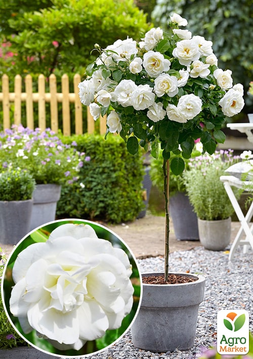 

Ексклюзив! Троянда штамбова ніжно-біла Білосніжка (Snow White) (саджанець класу АА +, преміальний махровий сорт)