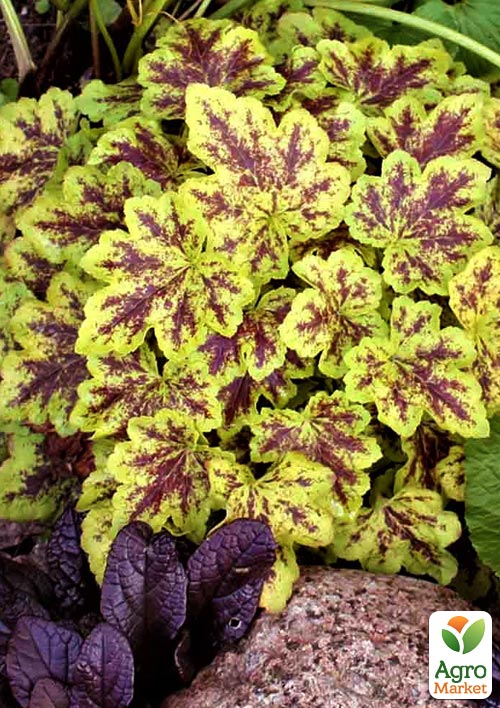 

Гейхерелла (Heucherella) Solar Power С1 (высота 15-30см)