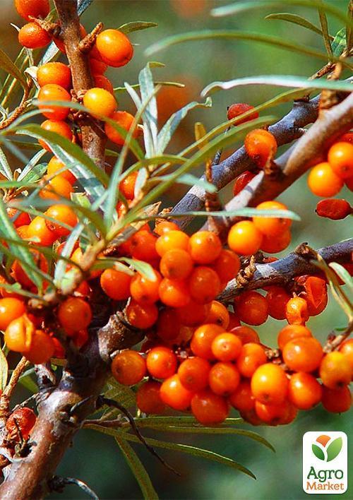 

Обліпиха (перехресне запилення, комплект 2 шт) 1 рік