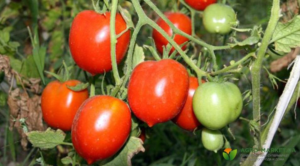 Італійські сорти помідорів
