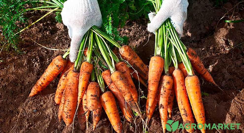 Час збирання моркви визначається різними ознаками