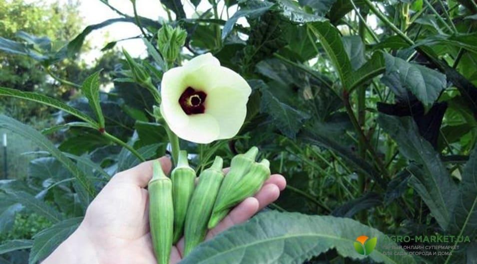 vegetables4-min.jpg vegetables4-min.jpg