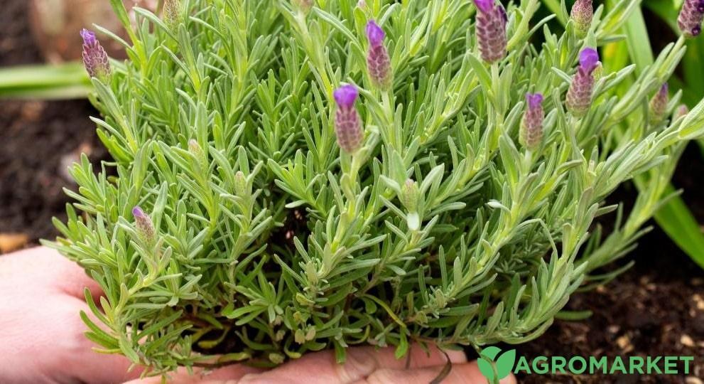 lavander1-min.jpg lavander1-min.jpg