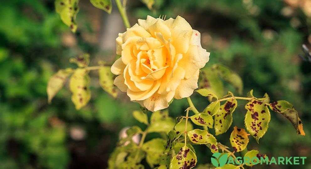 Методи лікування плямистого листя у троянд