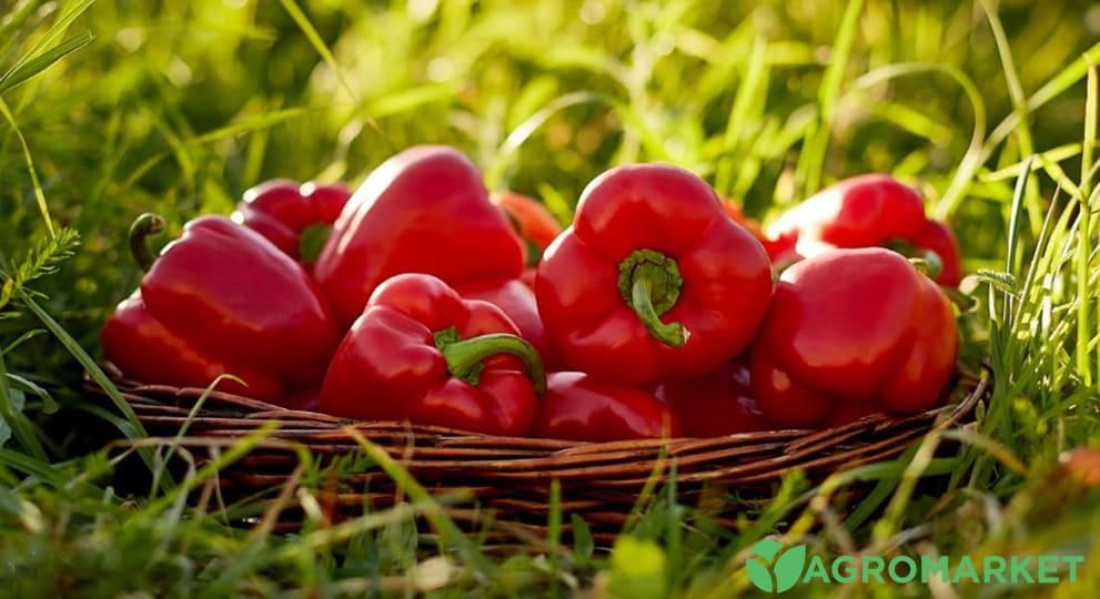 peper3-min.jpg peper3-min.jpg