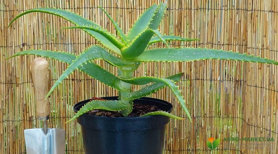 aloe1-min.jpg