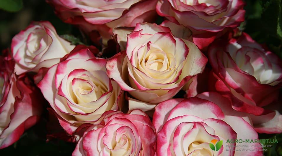 Розы Чайно Гибридные Сорта Фото