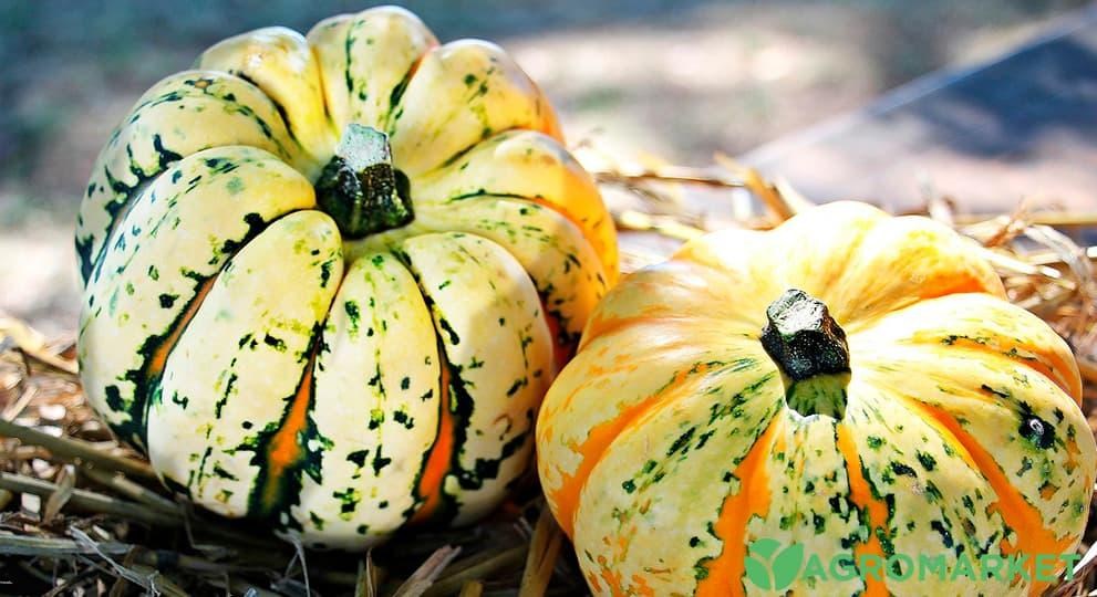 decopumkin6-min.jpg decopumkin6-min.jpg
