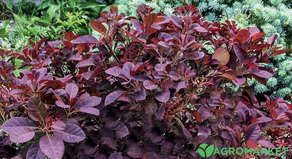 skumpia4-min.jpg skumpia4-min.jpg