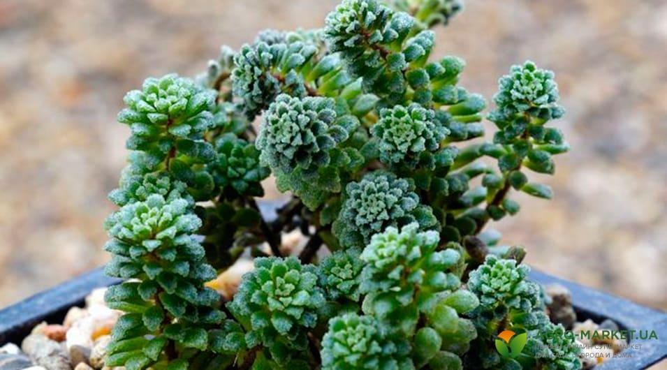 succulents9-min.jpg succulents9-min.jpg