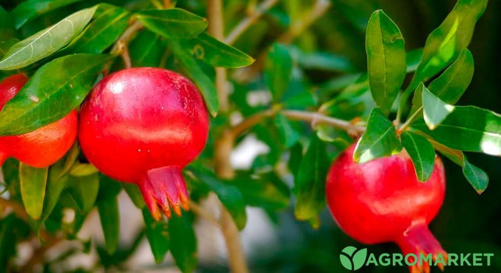 Посадка и выращивание граната из косточки - Agro-Market